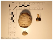 Afbeelding met wespennest, overdektBeschrijving automatisch gegenereerd met gemiddelde betrouwbaarheid